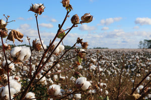 Harnessing Nature’s Fabric: The Rise of Organic Cotton in Modern Wardrobes